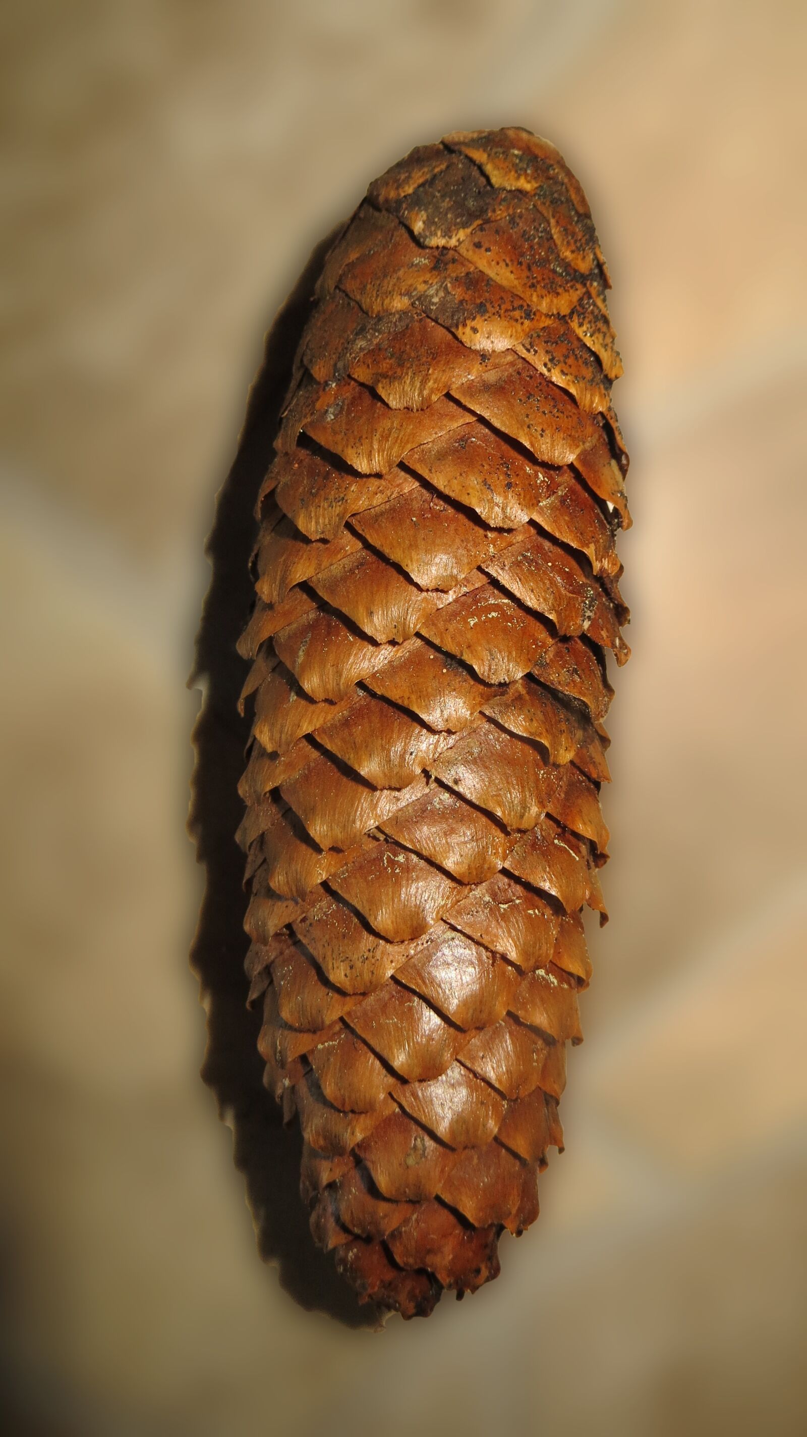 Canon PowerShot SX240 HS sample photo. Pine cones, tree fruit photography