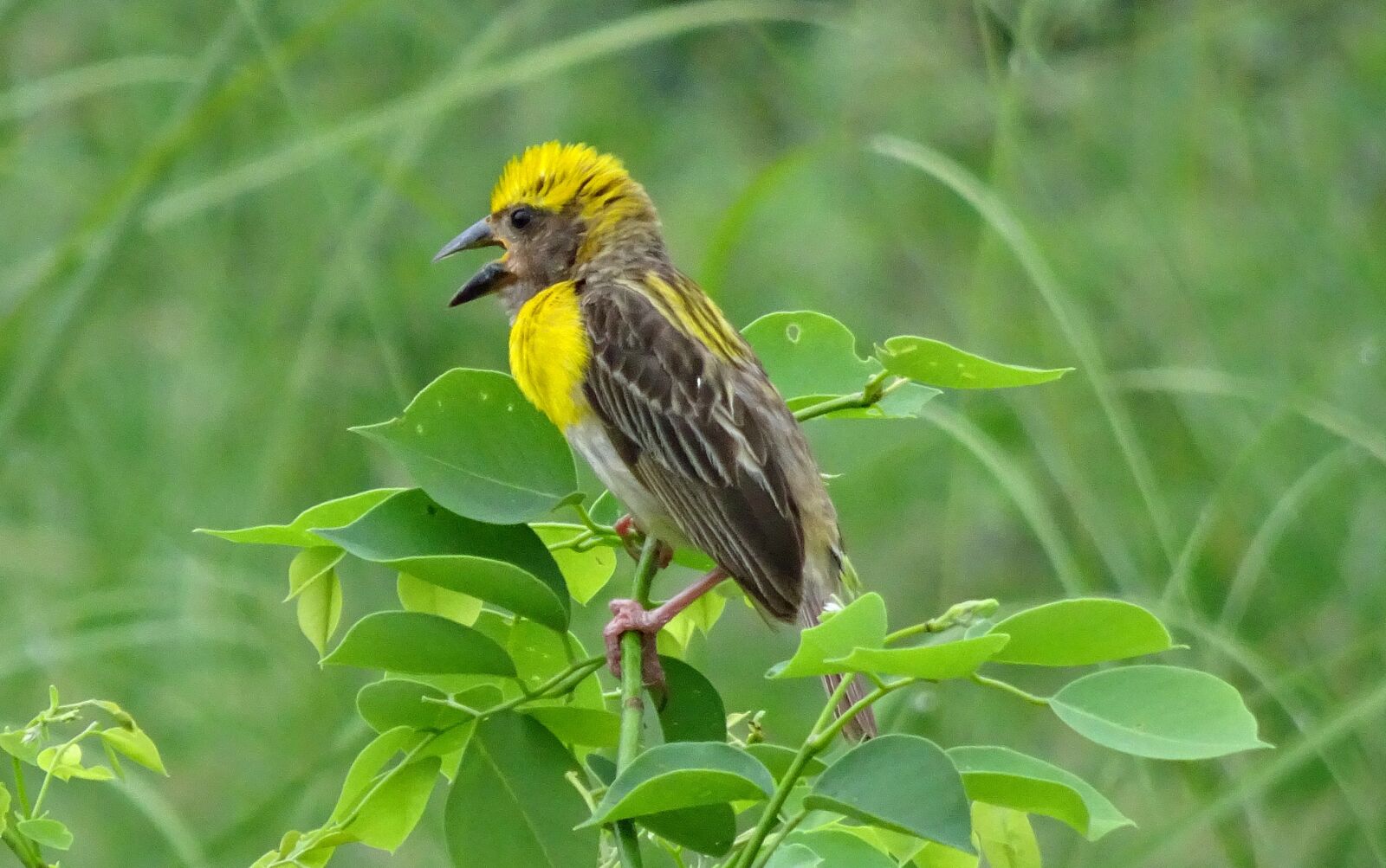 Sony Cyber-shot DSC-HX90V sample photo. Bird, baya weaver, ploceus photography