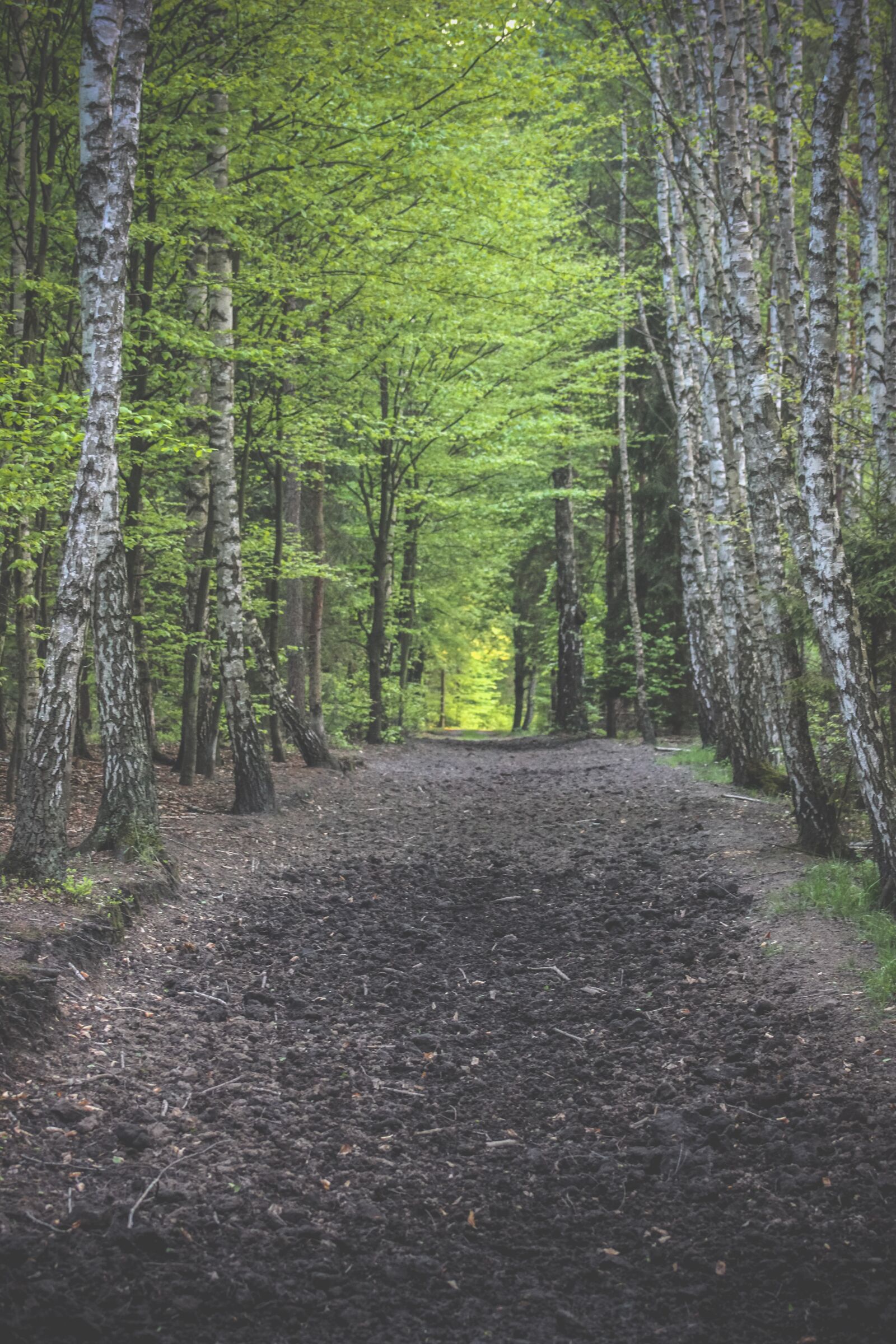 Canon EF75-300mm f/4-5.6 sample photo. Forest, green, nature photography