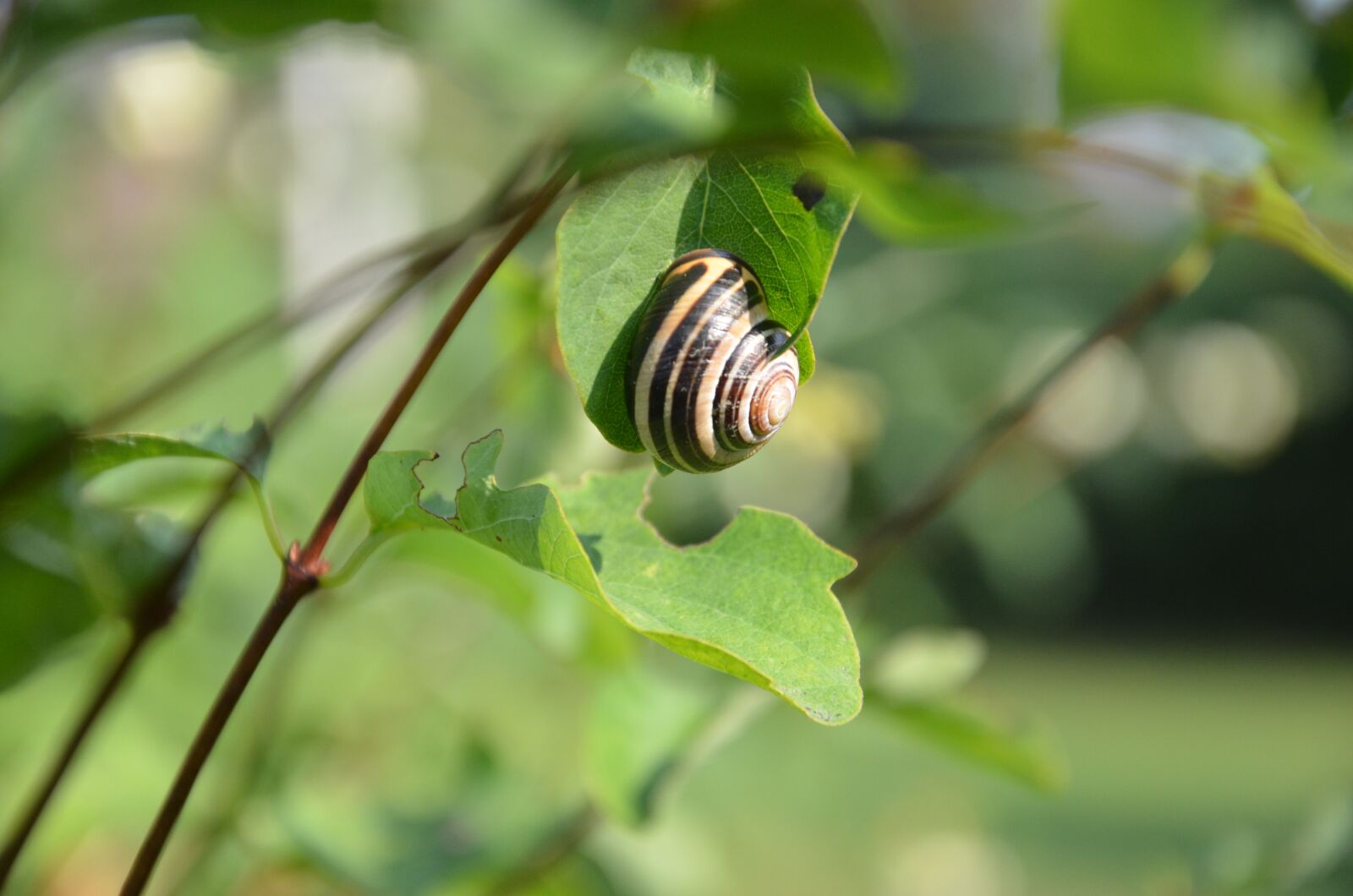 Nikon D7000 sample photo. Slug, seashell, leaf photography