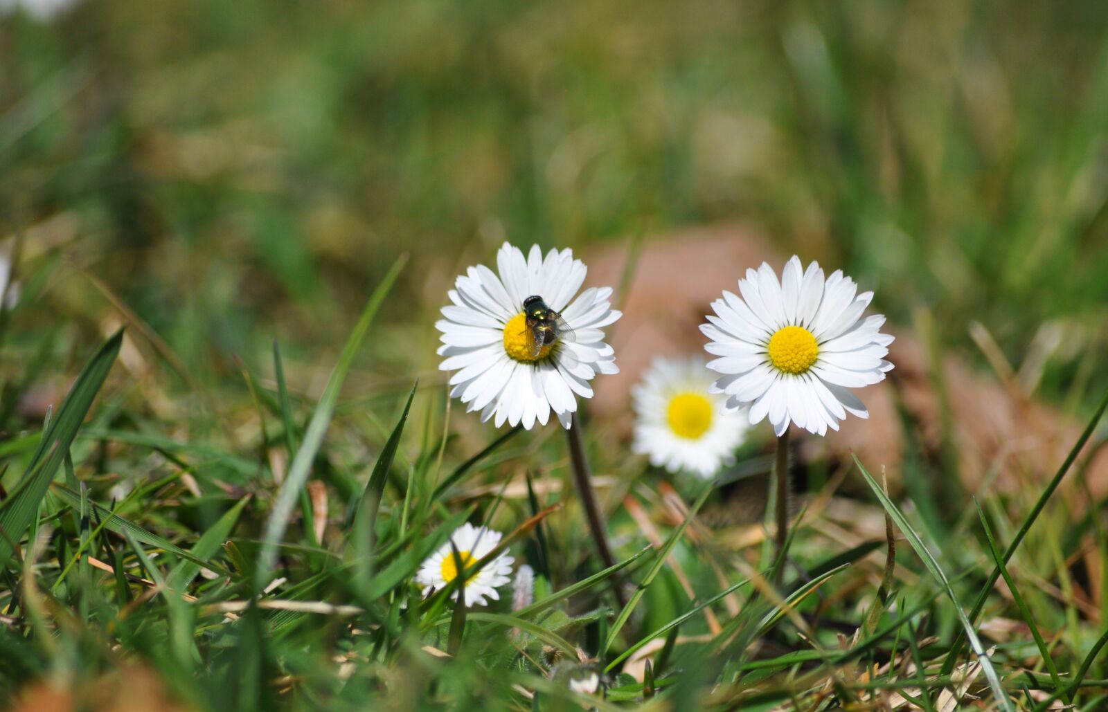 Nikon D90 sample photo. Daisy, fly, goldfliege photography