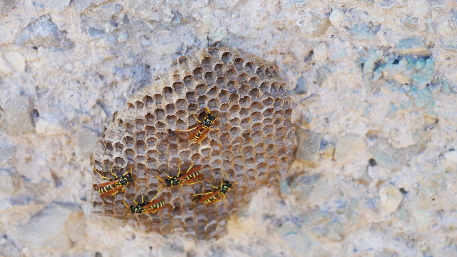 Panasonic Lumix DMC-GX85 (Lumix DMC-GX80 / Lumix DMC-GX7 Mark II) sample photo. Bees, insect, bee photography