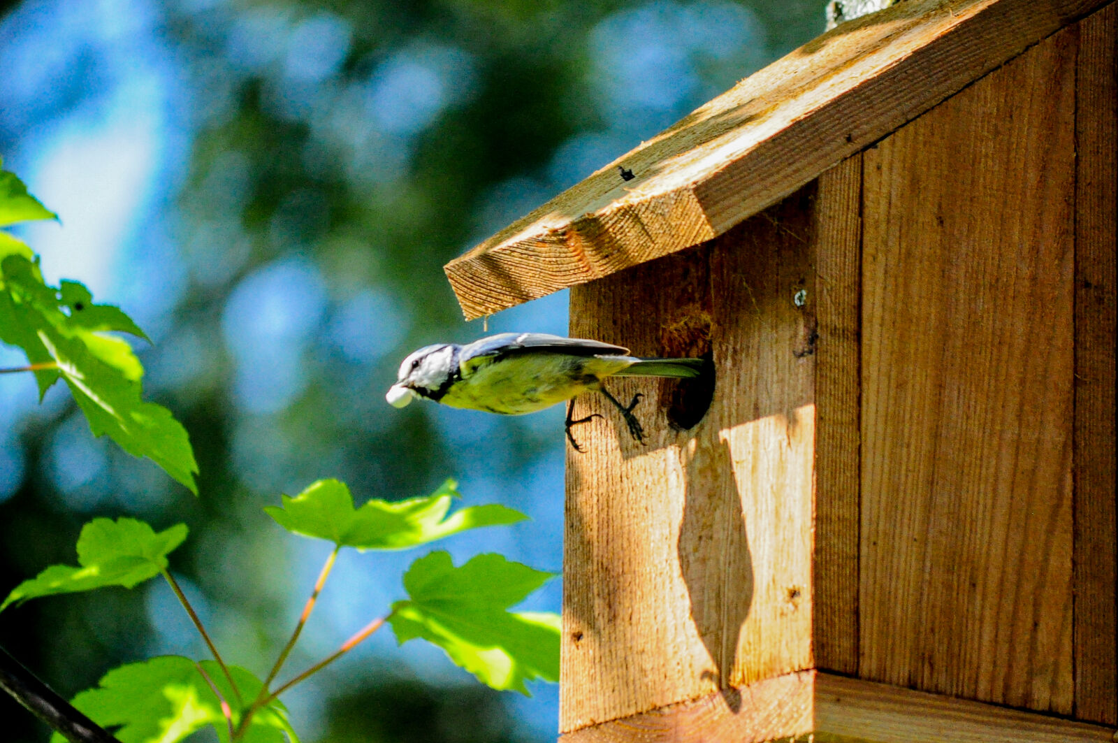 Nikon D5000 sample photo. Flight, bird, flying, bird photography