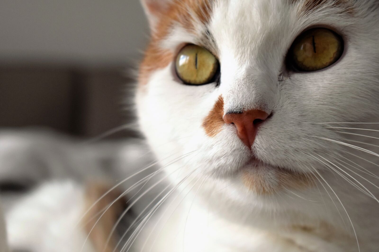Nikon D5500 sample photo. Cat, animal, white photography