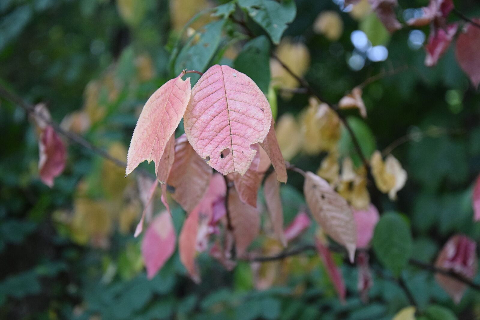 Nikon D3300 sample photo. Leaves, plant, green photography
