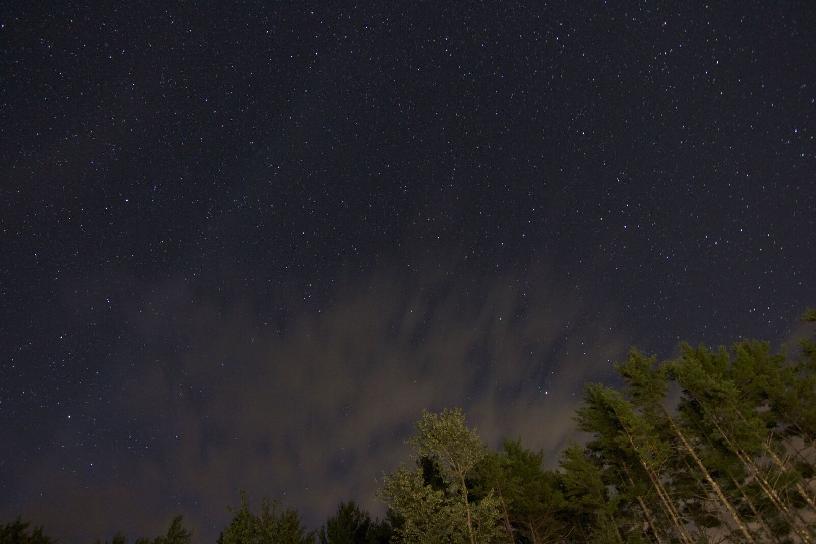 Canon EOS 550D (EOS Rebel T2i / EOS Kiss X4) sample photo. Midnight, stars, forest, stars photography
