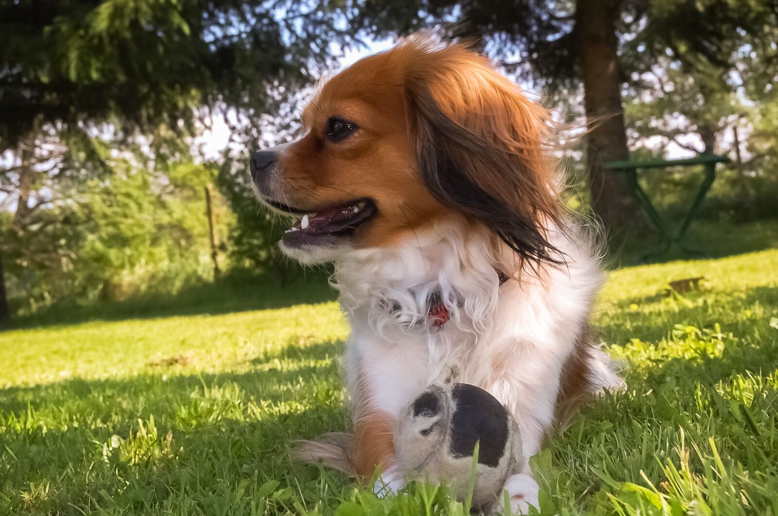 Nikon D40 sample photo. Dog, garden, animal photography