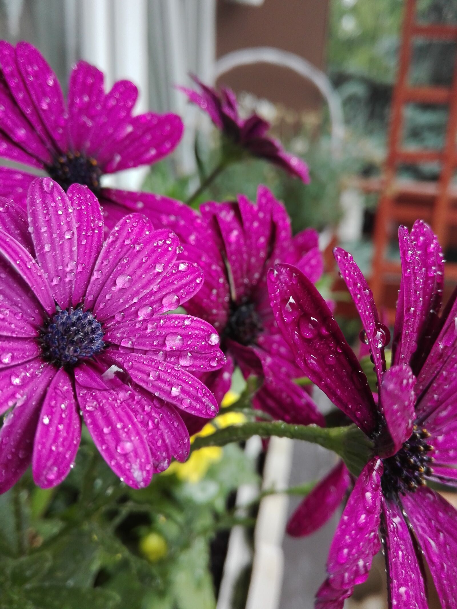 HUAWEI P8 Lite sample photo. Rosa, plants, purple photography