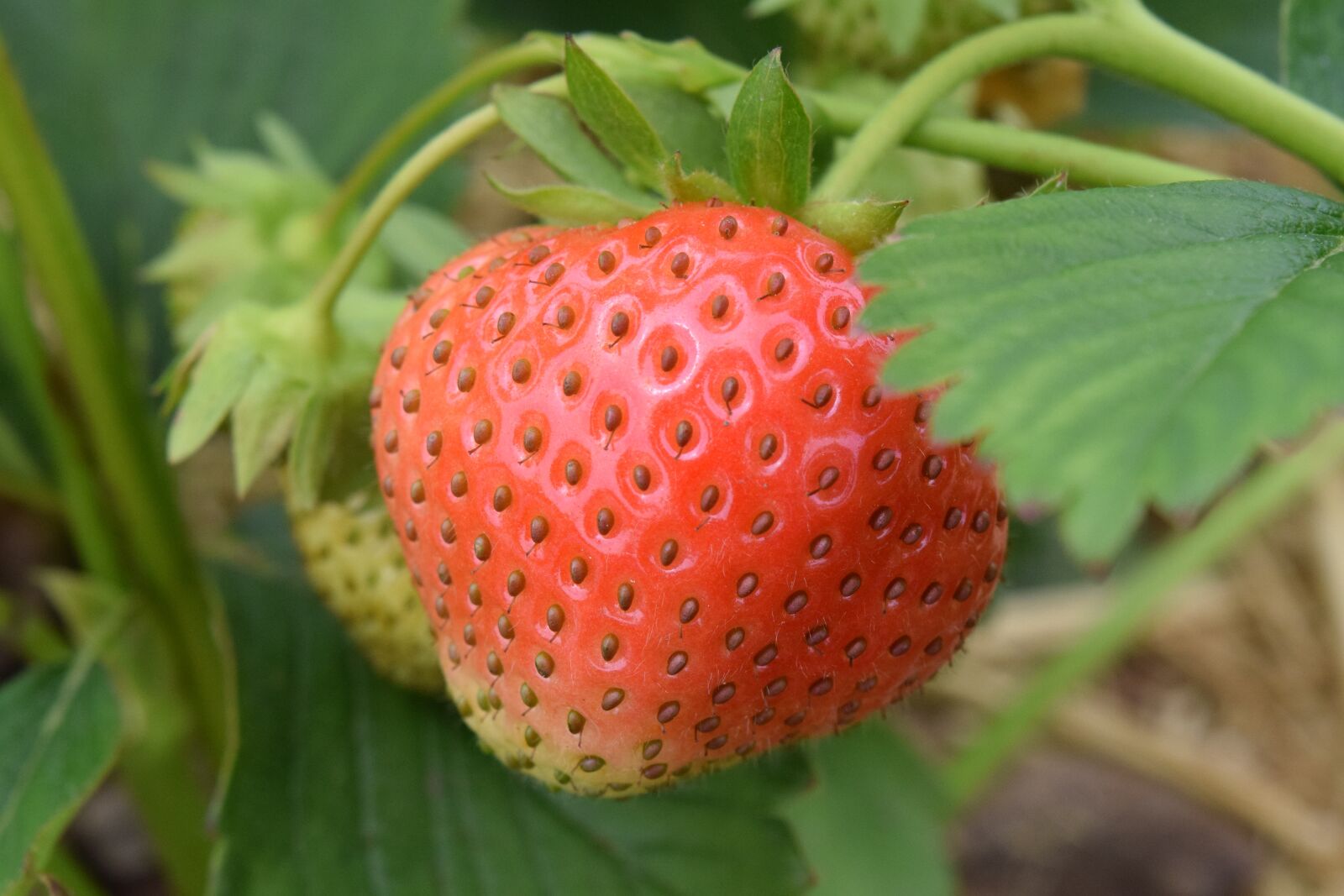Nikon D3300 sample photo. Strawberry, fruit, sweet photography