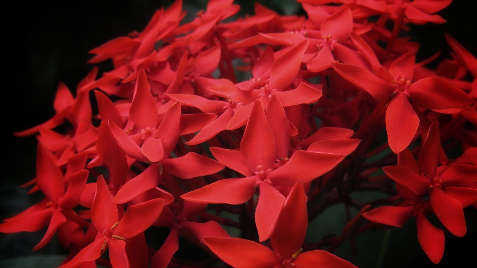 Canon PowerShot SX540 HS sample photo. Jungle geranium, flowers, india photography