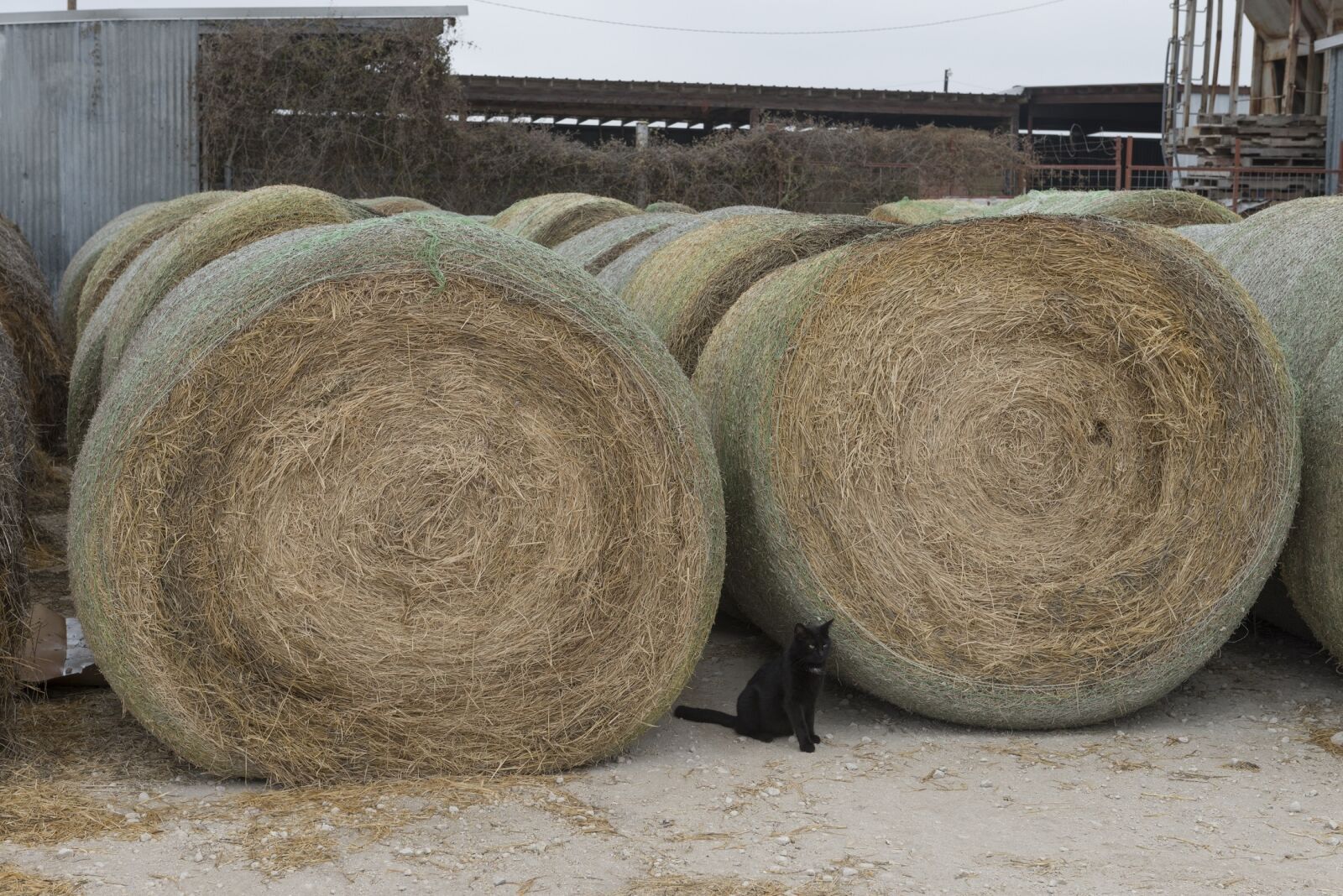 Nikon D800E sample photo. Black cat, hay, bales photography