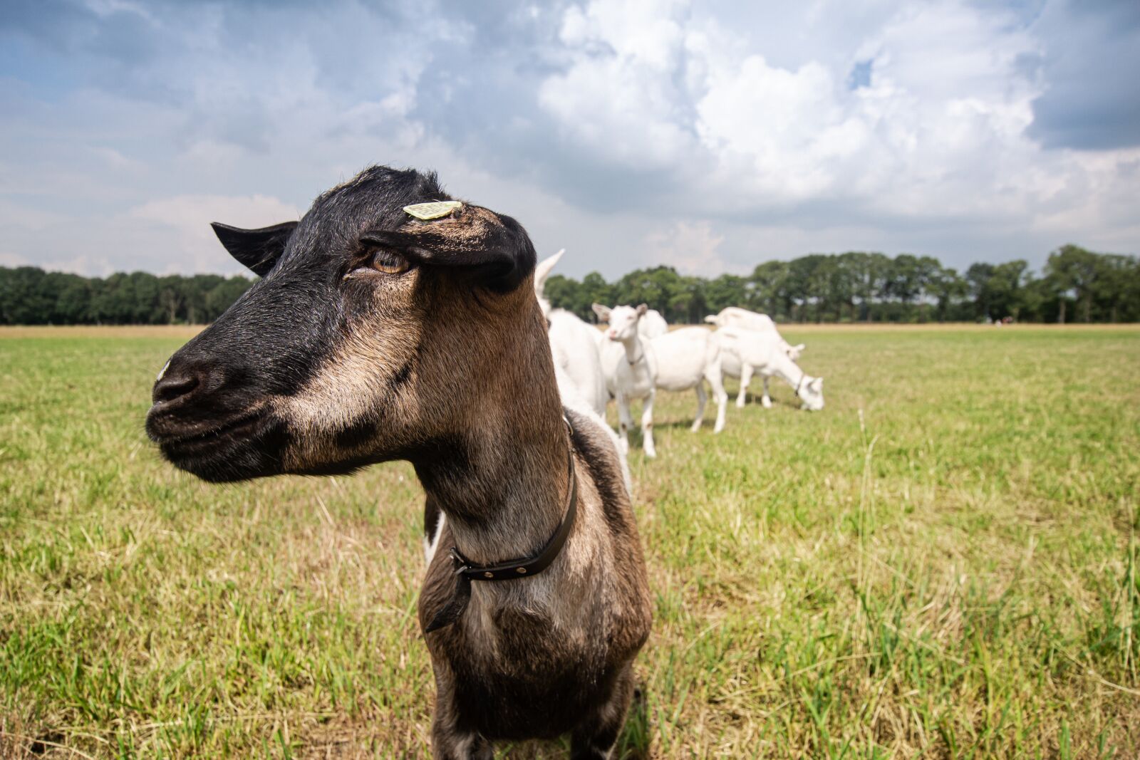 Sony ILCA-77M2 + 10-20mm F3.5 sample photo. Goat, cattle, mammal photography