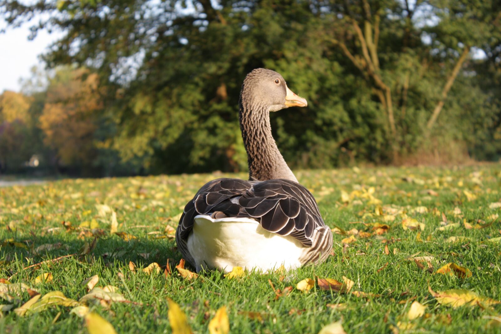 Canon EOS 450D (EOS Rebel XSi / EOS Kiss X2) sample photo. Goose, greylag goose, bird photography