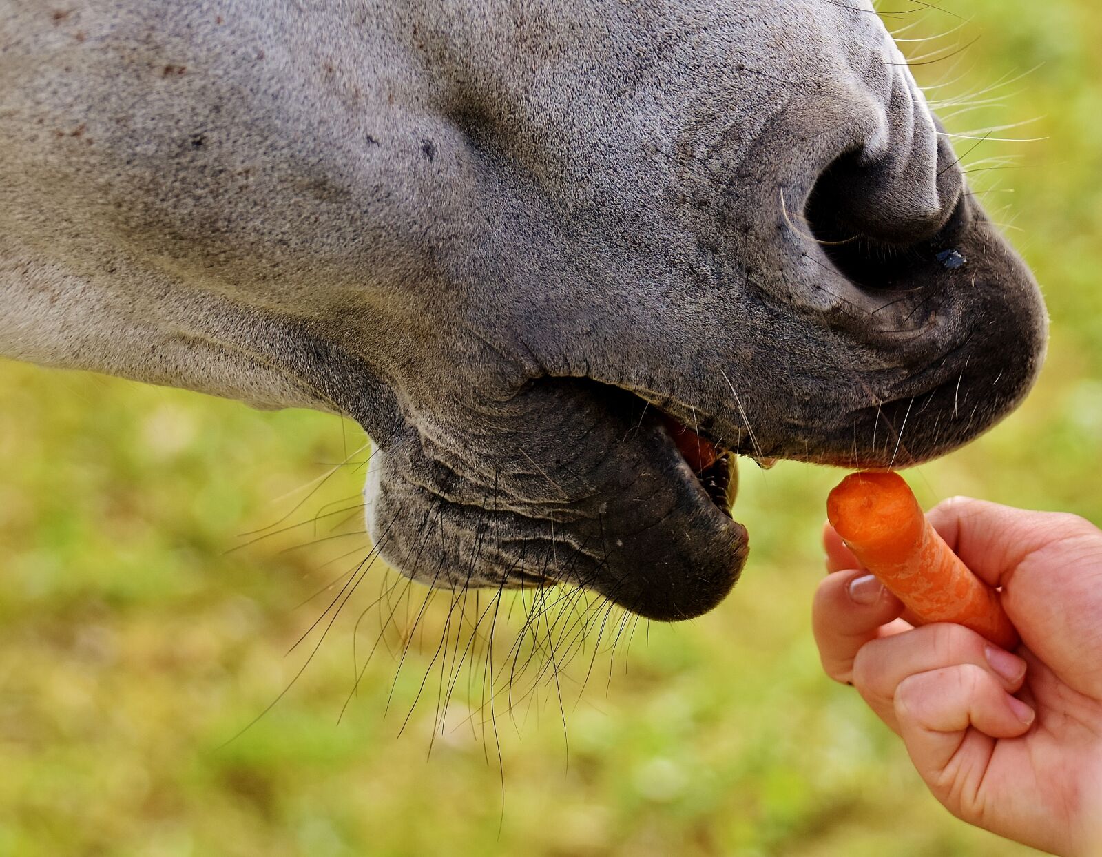 Nikon D7200 sample photo. Horse, eat, carrot photography