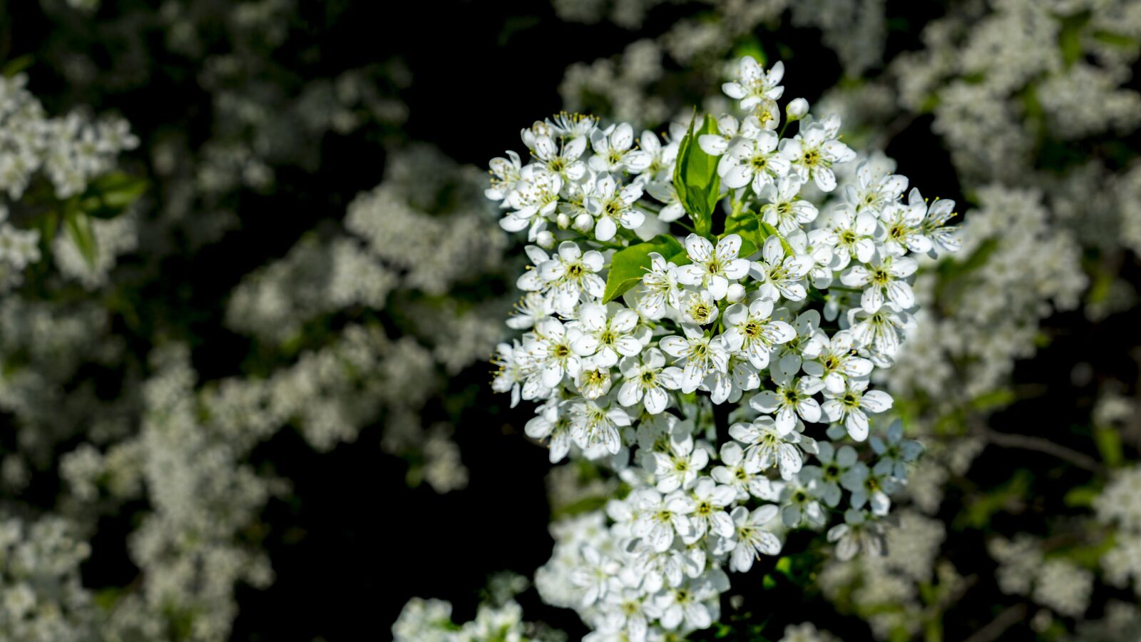 Sony FE 28mm F2 sample photo. Kvetinky, tree, fruit photography