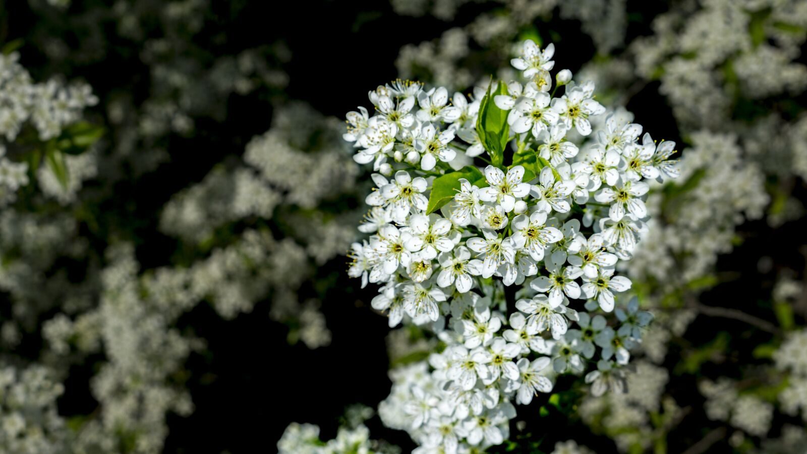 Sony a6000 + Sony FE 28mm F2 sample photo. Kvetinky, tree, fruit photography