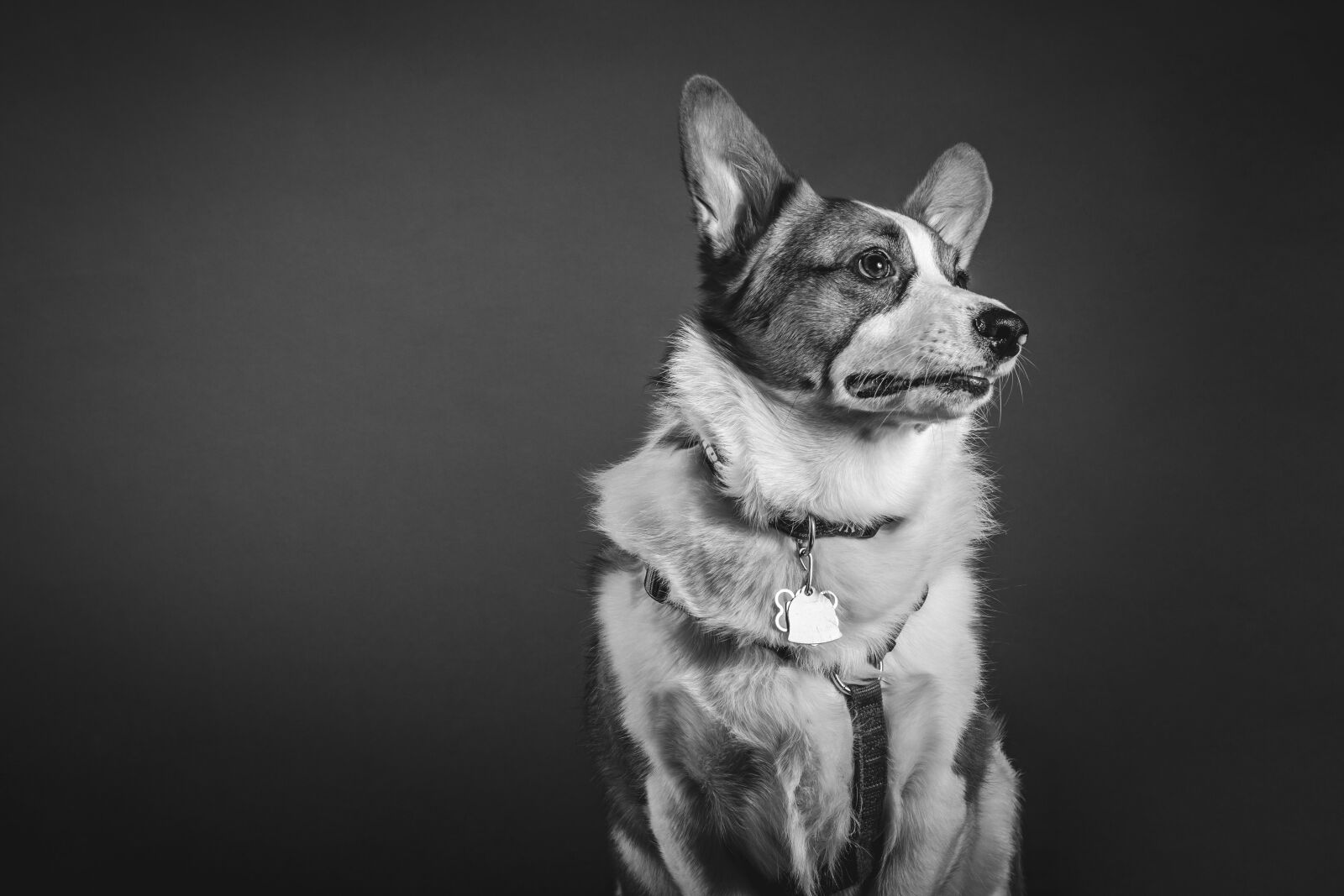 Canon EF-S 55-250mm F4-5.6 IS STM sample photo. Dog, pet, animal photography