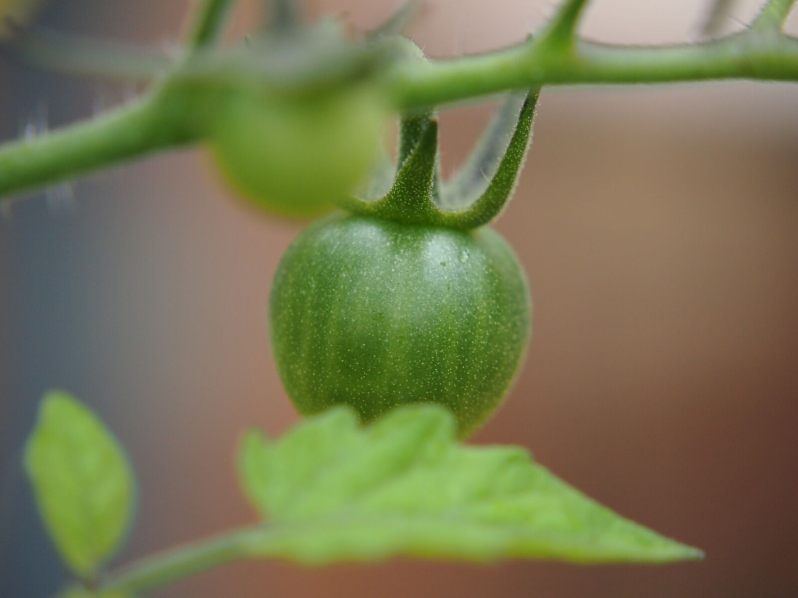 Olympus PEN E-PM1 sample photo. Tomato, garden, produce photography