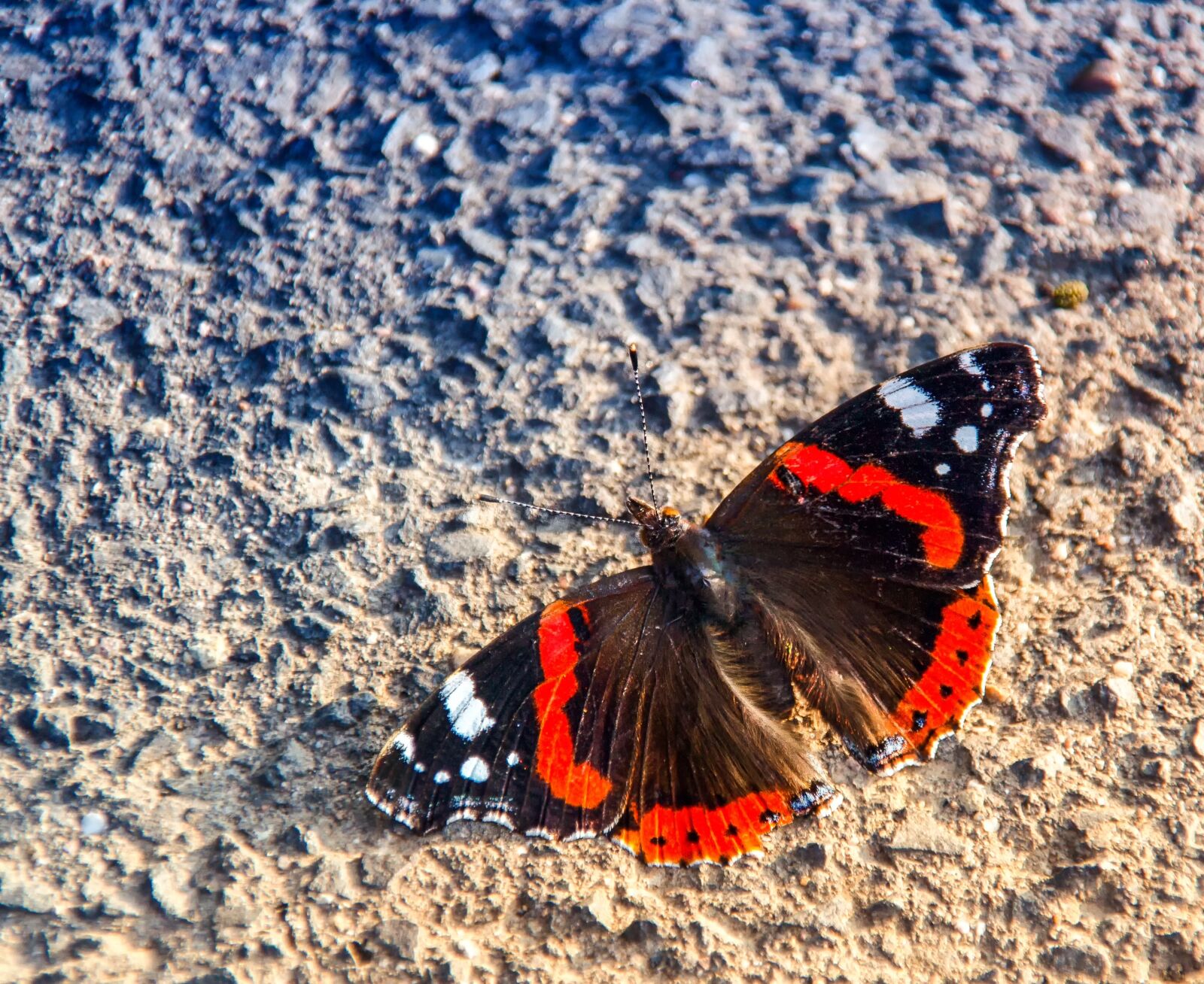 Canon EOS 60D sample photo. Butterfly, admiral, vanessa atalanta photography