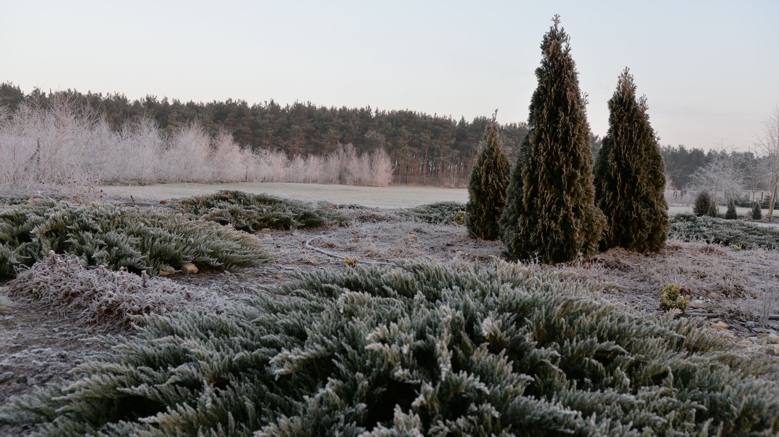 Nikon D610 sample photo. Frost, village, nature photography