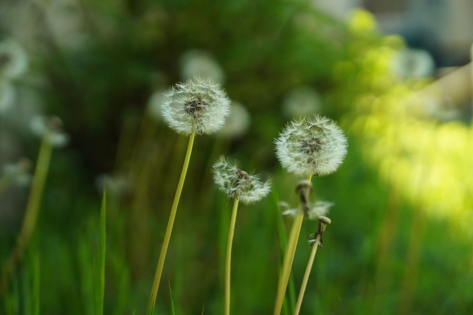 Sony a7 III + Sony FE 85mm F1.8 sample photo. Dandelions, seeds, flower photography