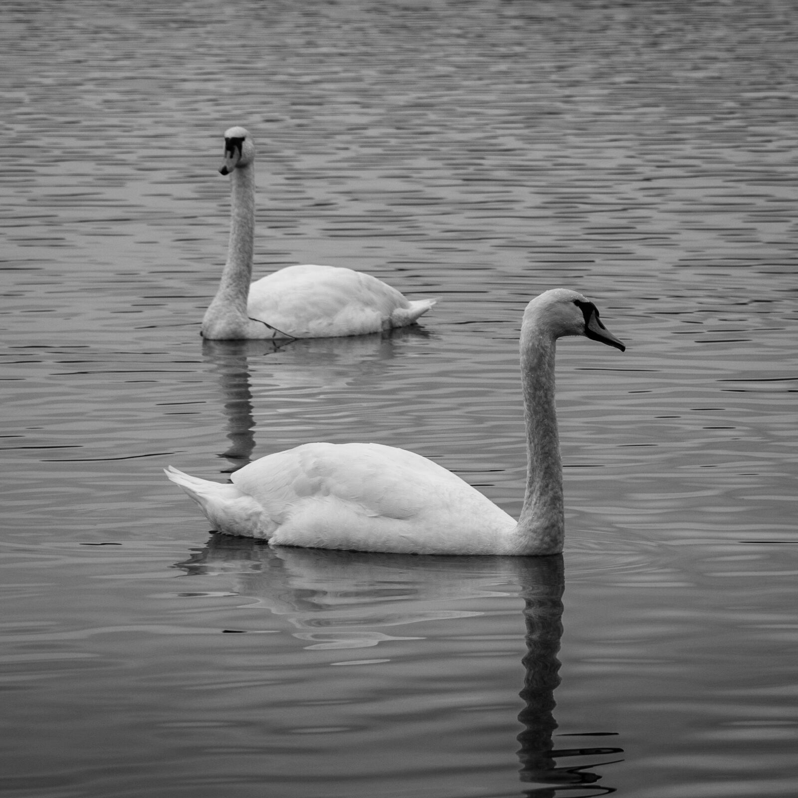 Sony a6300 sample photo. Lake, swan, bird photography
