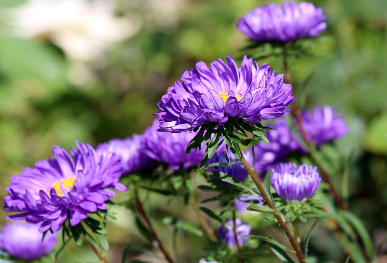 Canon EOS 650D (EOS Rebel T4i / EOS Kiss X6i) sample photo. Asters, purple asters, summer photography