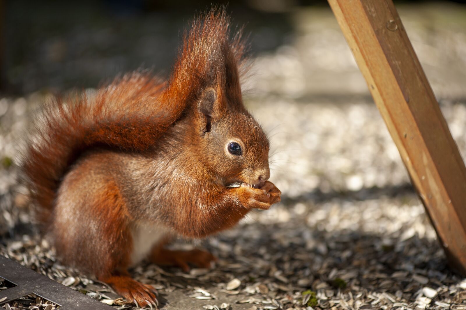 Nikon D700 sample photo. Squirrel, meal, eye level photography