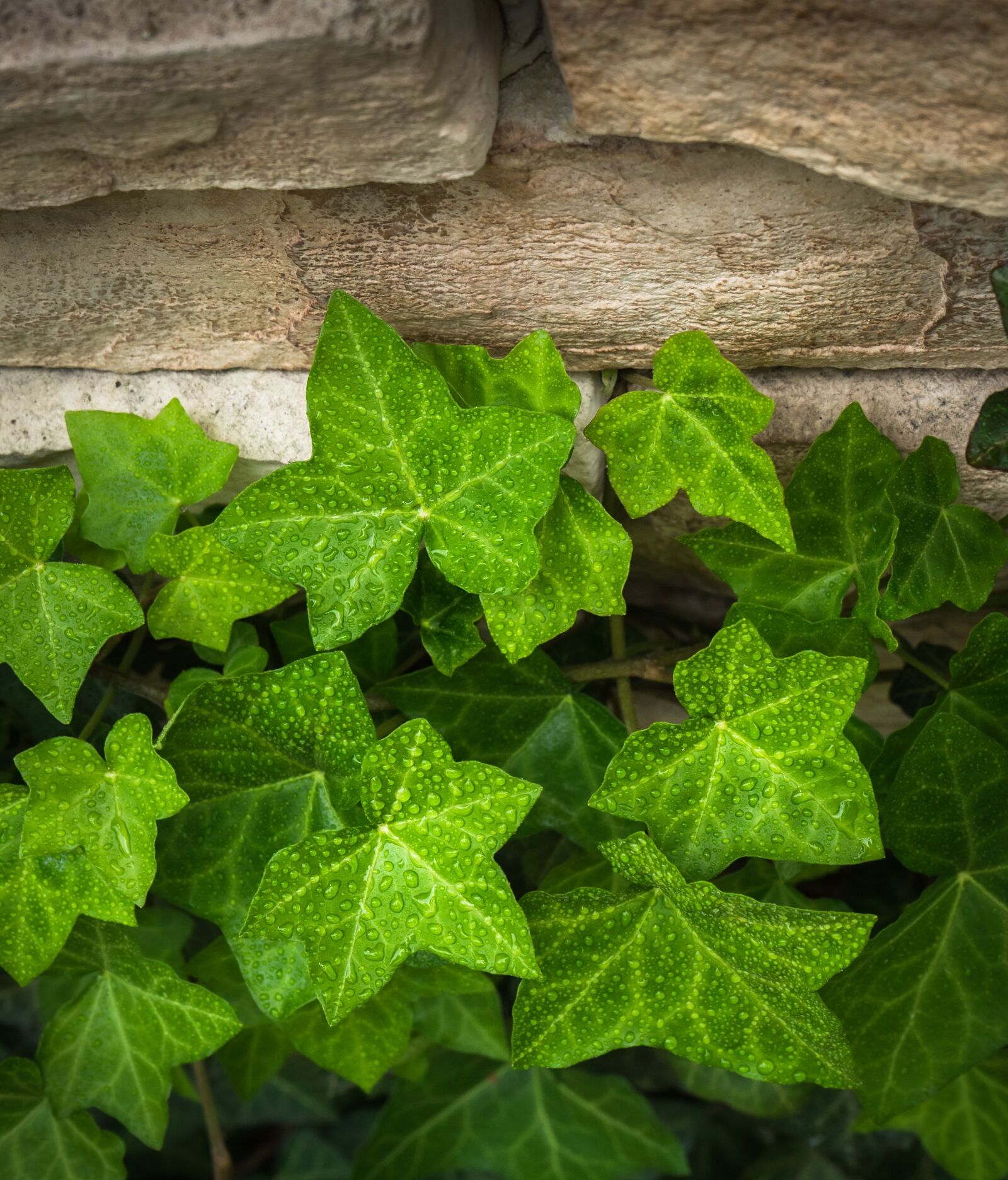Sony a7 sample photo. Ivy, vine, the leaves photography