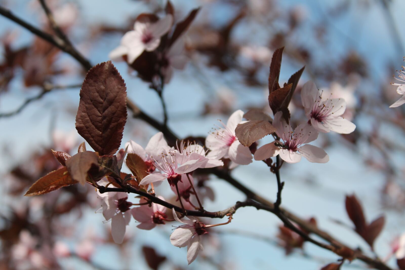 Canon EOS 1100D (EOS Rebel T3 / EOS Kiss X50) sample photo. Cherry blossoms, spring, branch photography