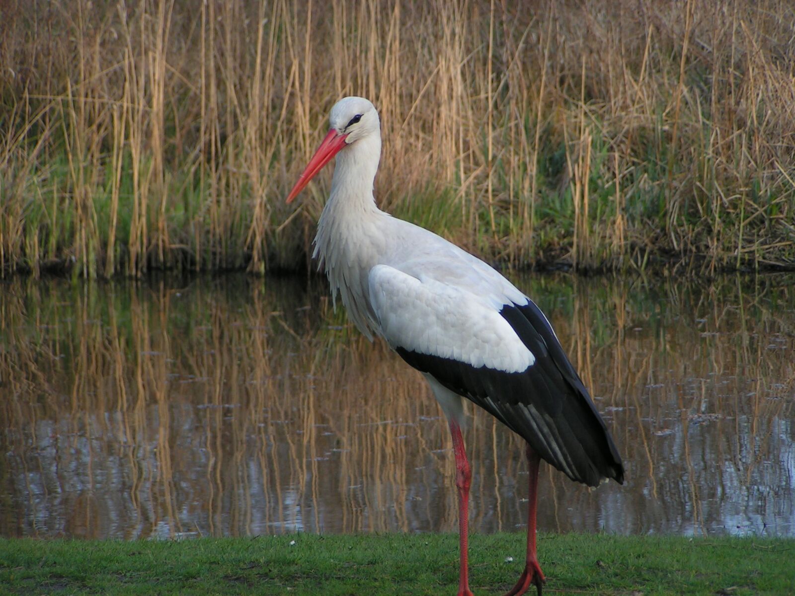 KONICA MINOLTA DiMAGE Z1 sample photo. Stork, bird, nature photography