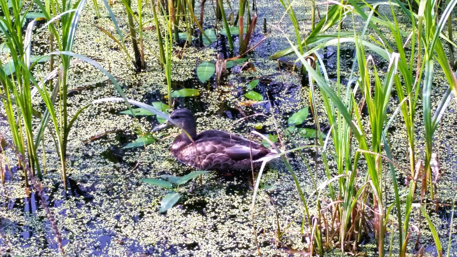 Samsung Galaxy S5 sample photo. Duck, lake, water photography
