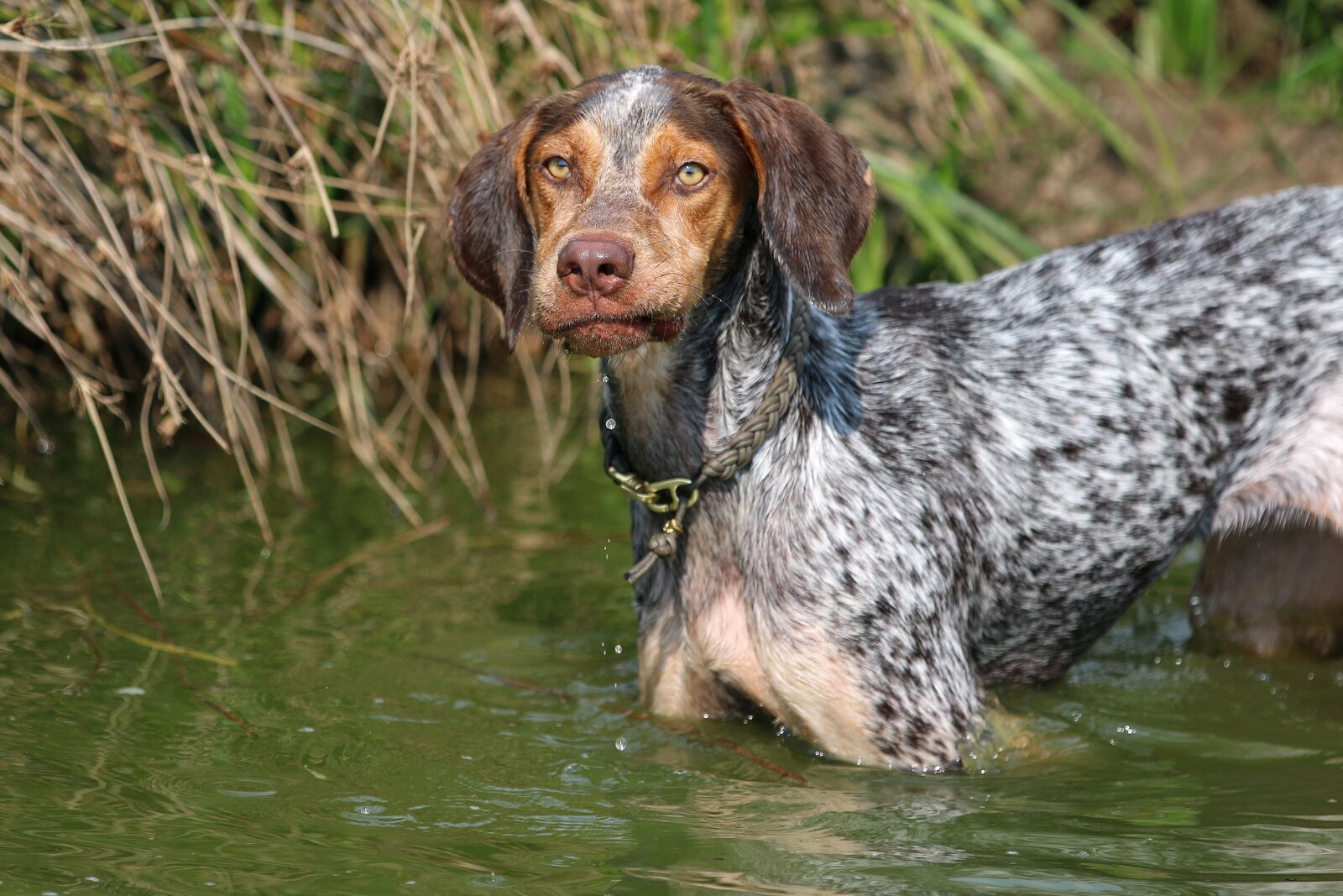 Canon EOS 70D + Canon EF 70-200mm F2.8L IS II USM sample photo. Hunting dog, dog, water photography