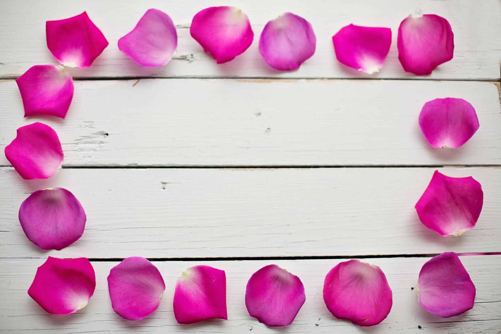 Canon EF 50mm F1.4 USM sample photo. Rose petals, border, frame photography