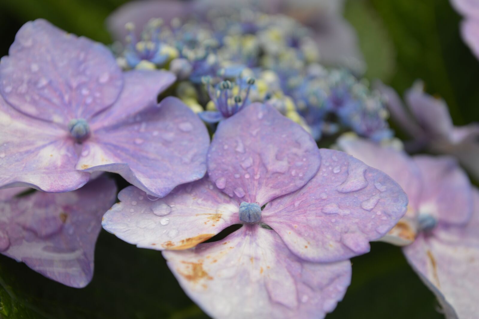 Nikon D3200 sample photo. Close, up, of, wet photography