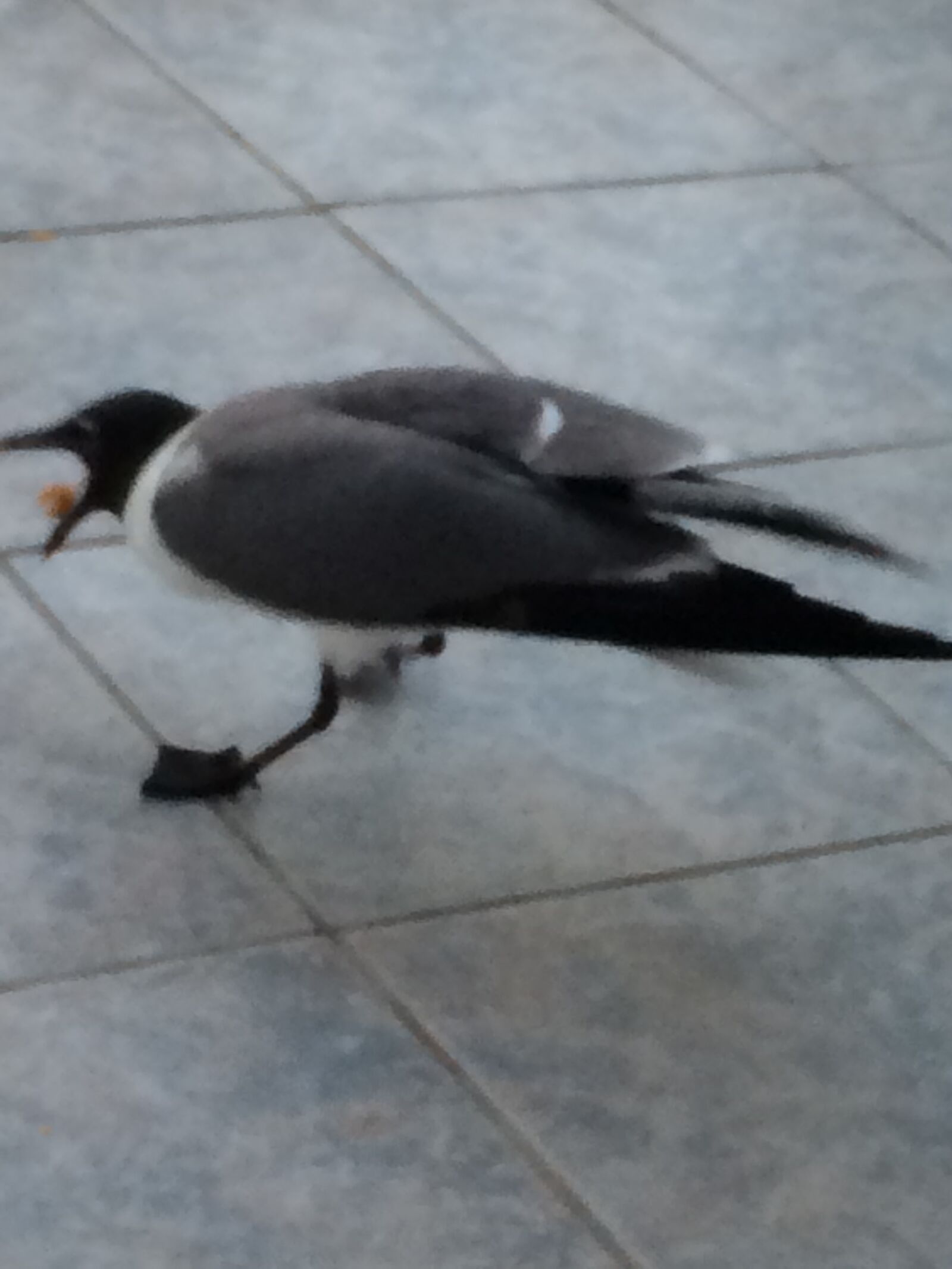 iPhone 5s back camera 4.15mm f/2.2 sample photo. Angry, birds, beach, beach photography