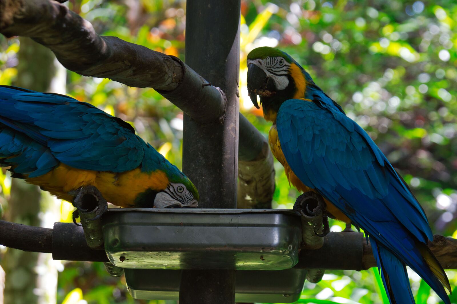 Nikon D3200 sample photo. Parrot, bird, costa rica photography