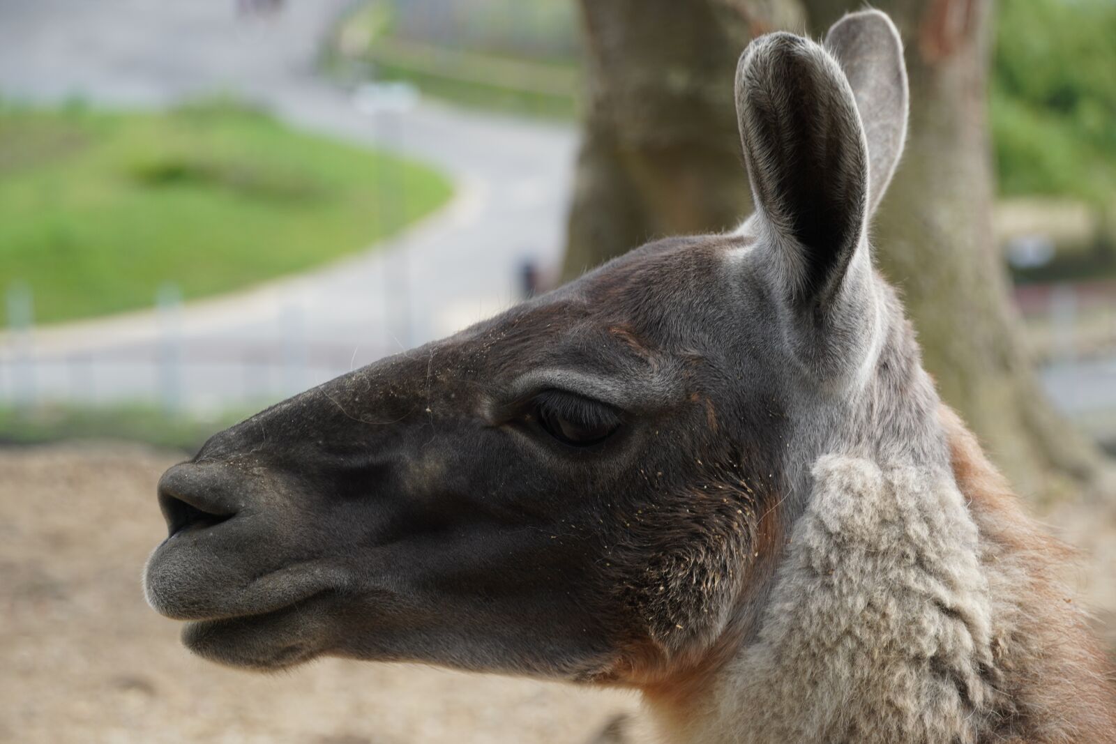 Sony a6400 sample photo. Llama, alpaca, animal photography