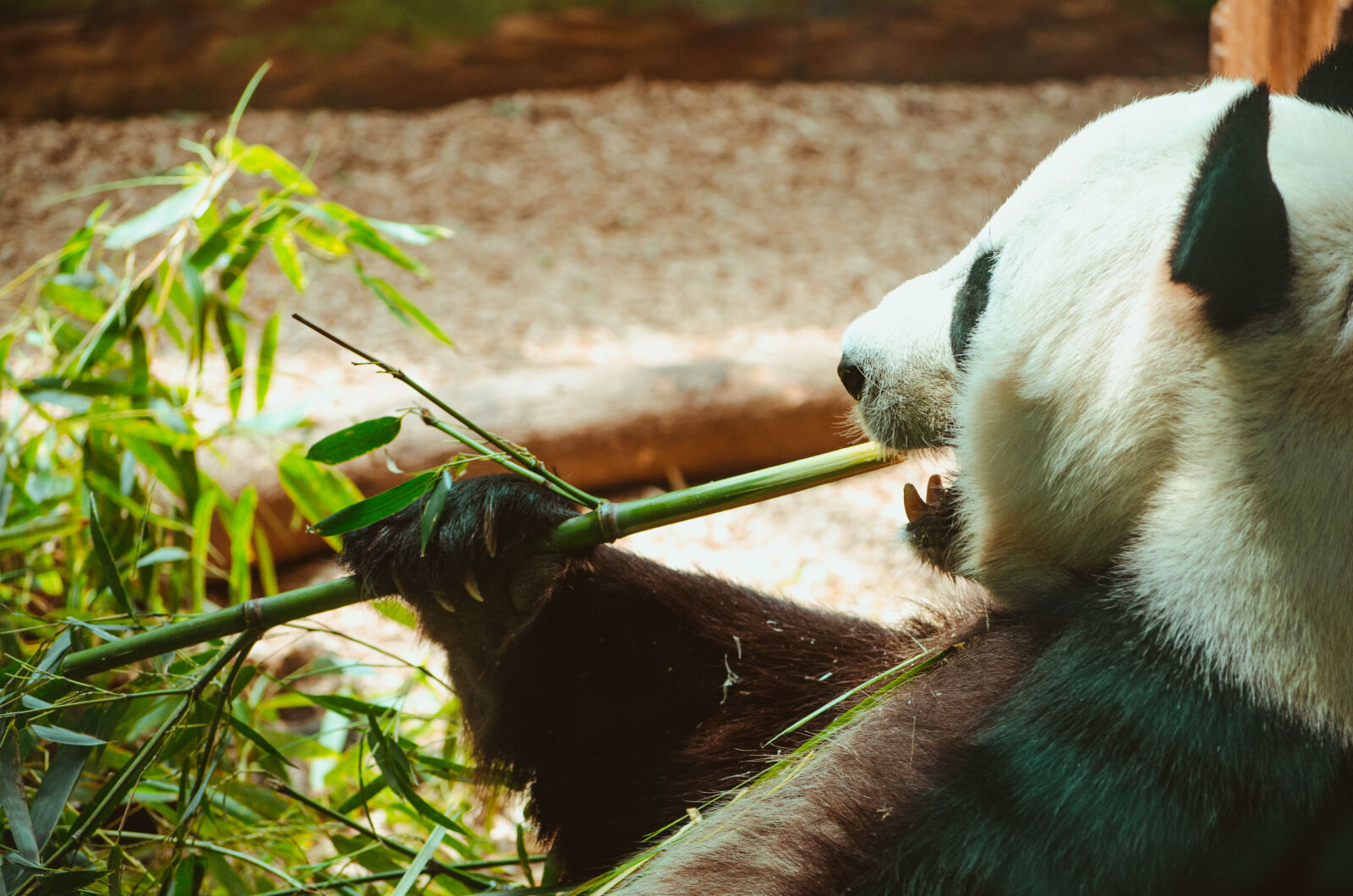 Nikon D7000 sample photo. Panda, wild, life, zoo photography