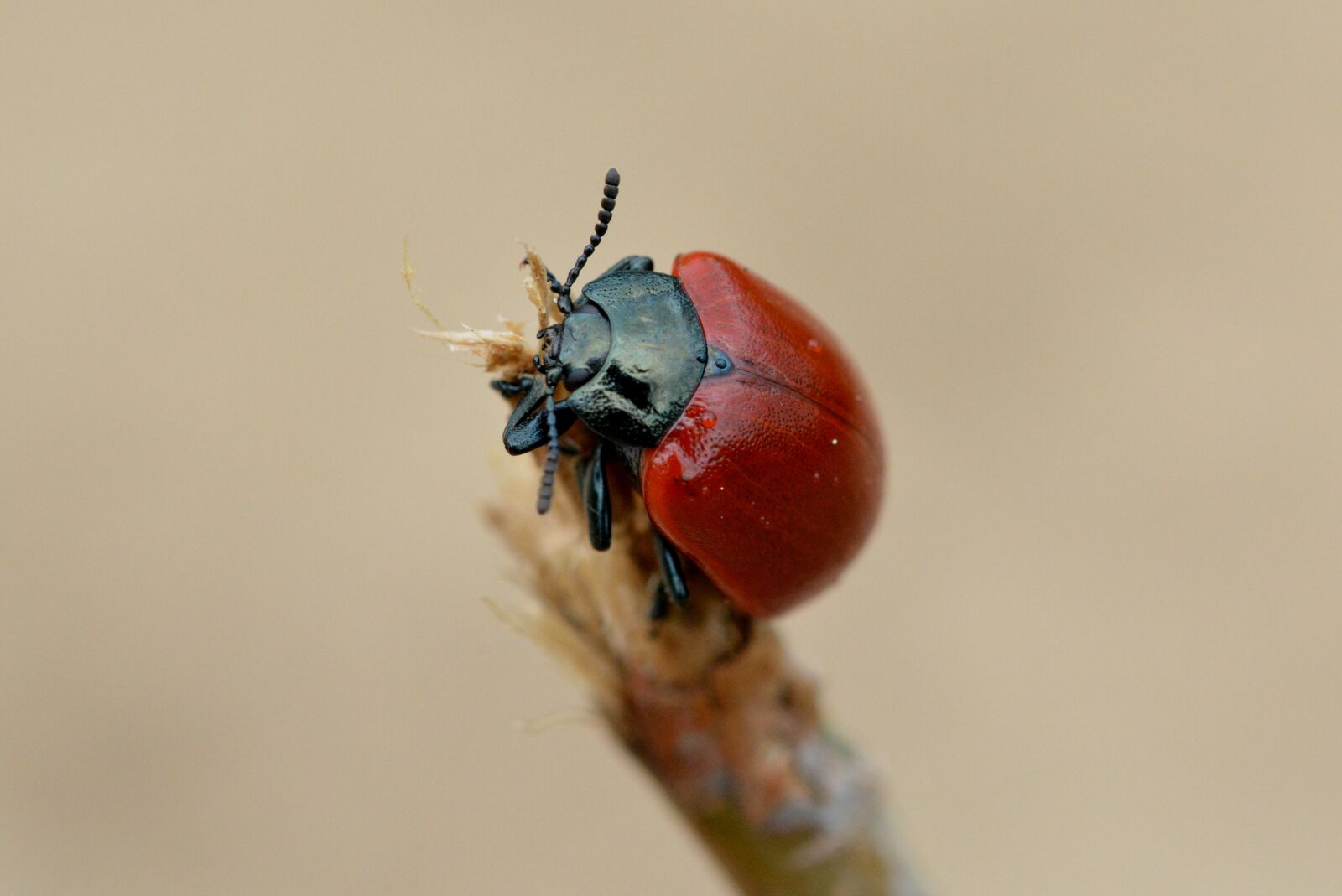 Nikon D5200 sample photo. Beetle, red, red beetle photography