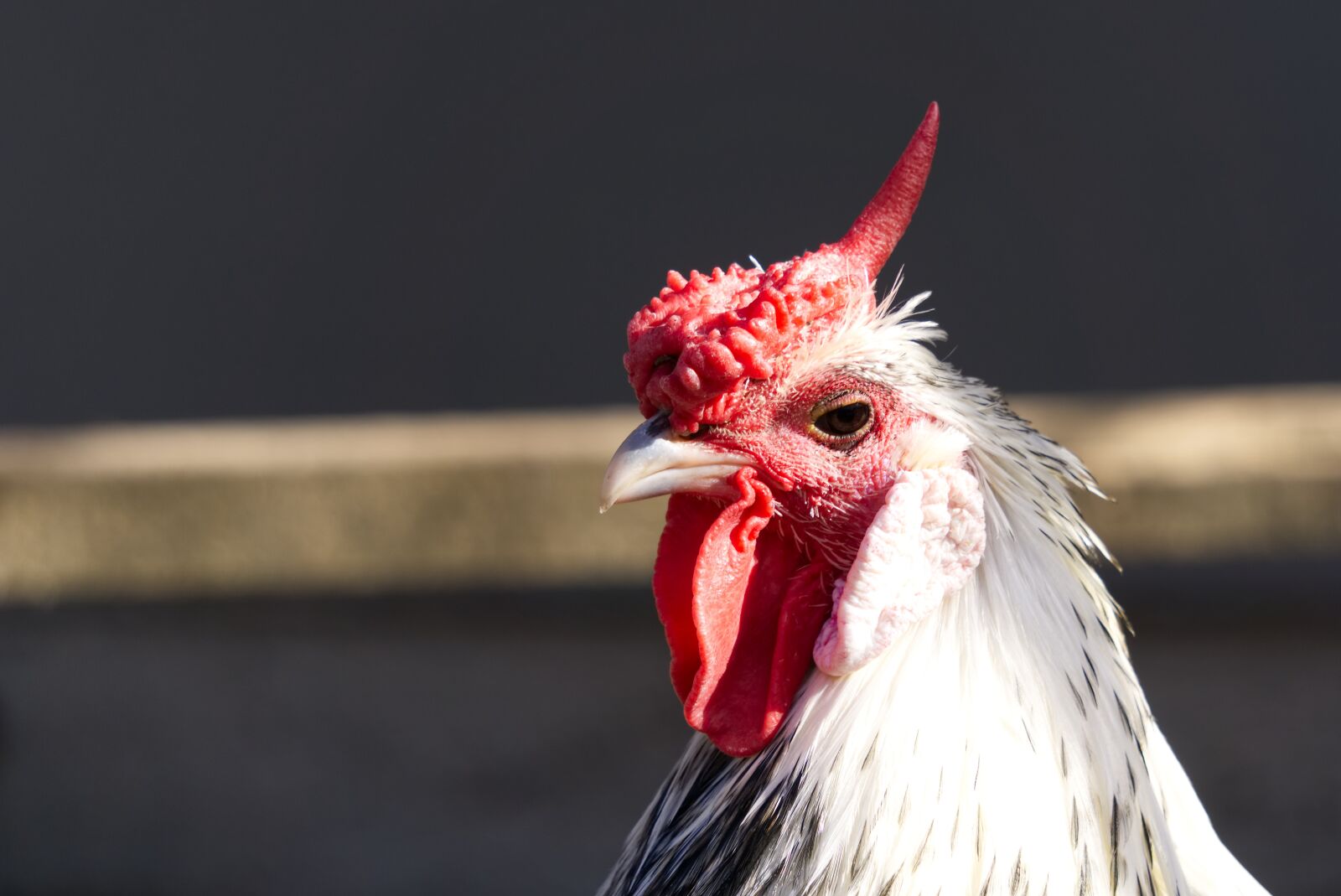 Sony a6000 sample photo. Chicken, chickens, comb photography