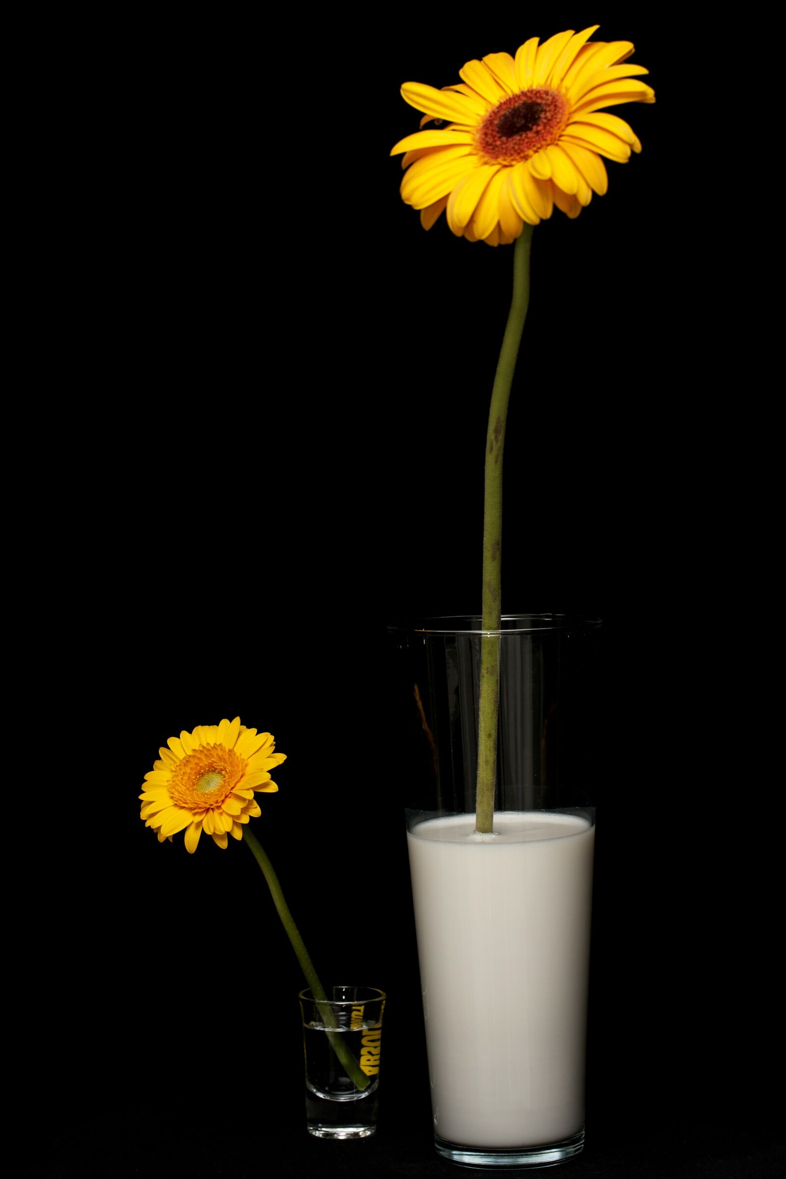 Canon EOS 40D sample photo. Daisy, milk, yellow photography