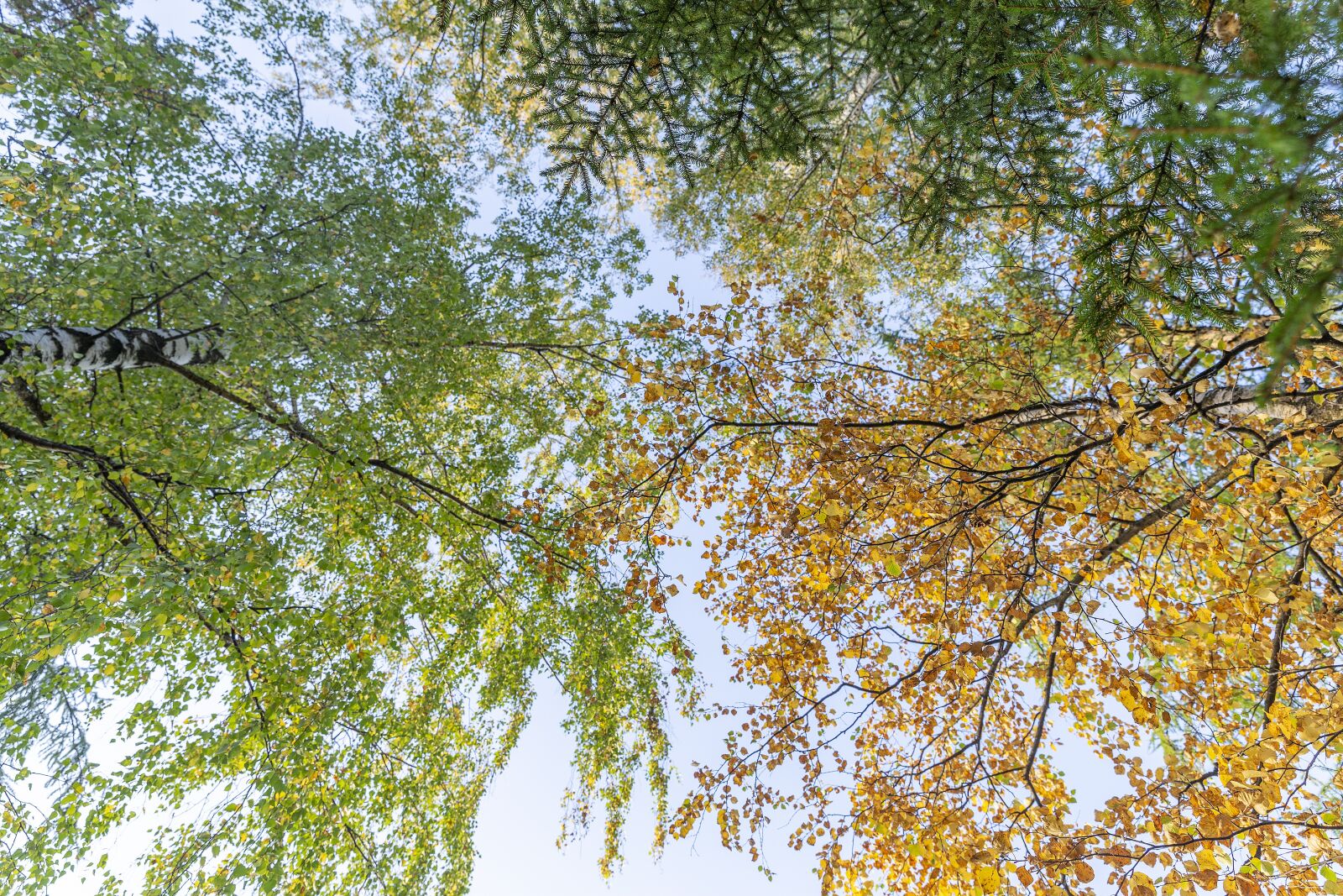 Canon EOS 6D sample photo. Autumn, beauty, gatchina photography