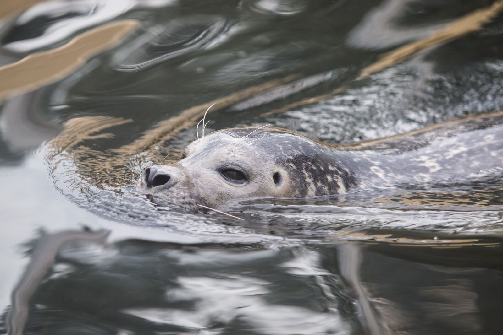 Canon EOS 70D + Canon EF 70-200mm F2.8L USM sample photo. Seal, robbe, grey seal photography