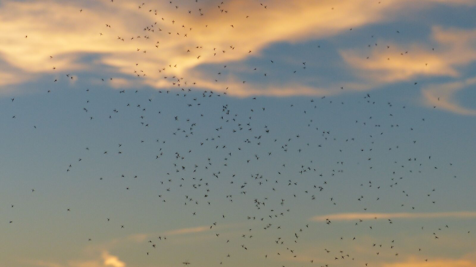 Panasonic Lumix DMC-FZ200 sample photo. Rave, swarming, mosquito swarm photography