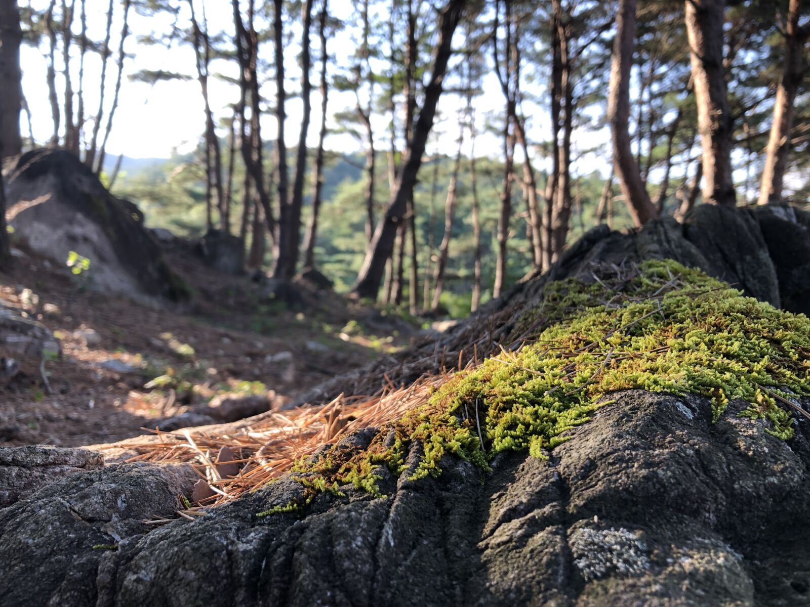 iPhone 8 back camera 3.99mm f/1.8 sample photo. Rocks, nature, landscape photography