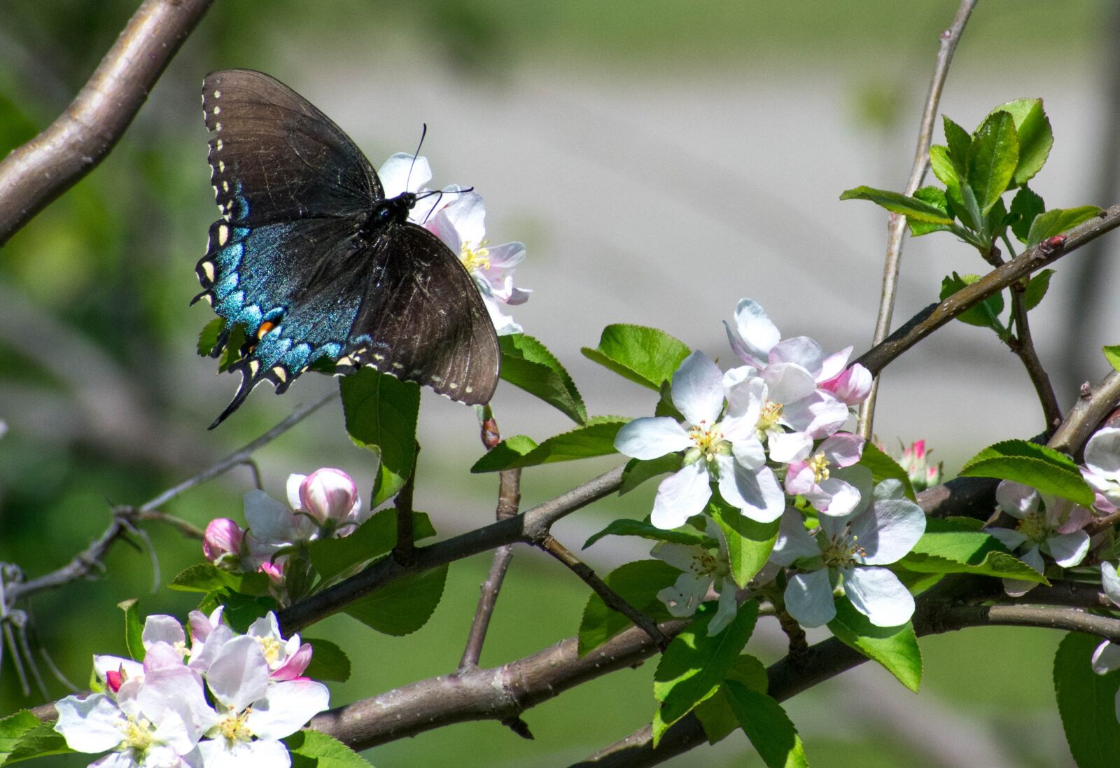 Nikon D3400 sample photo. Butterfly, apple, apple blossom photography