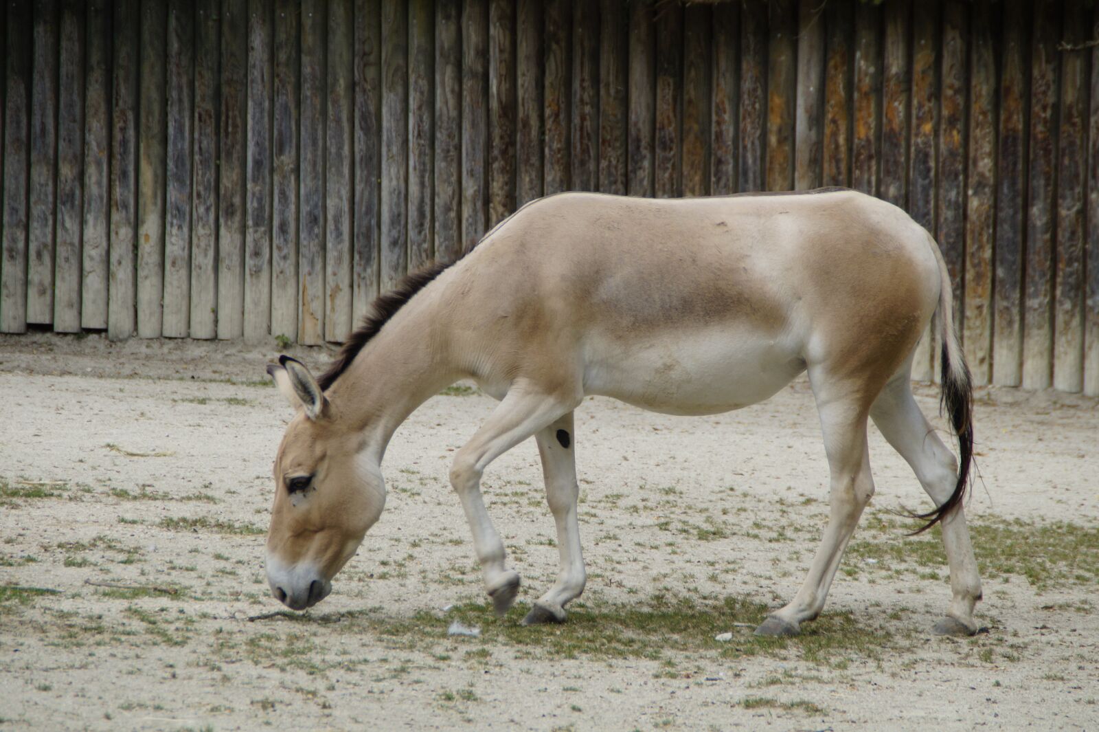 Sony SLT-A58 sample photo. Onager, donkey, asian ass photography