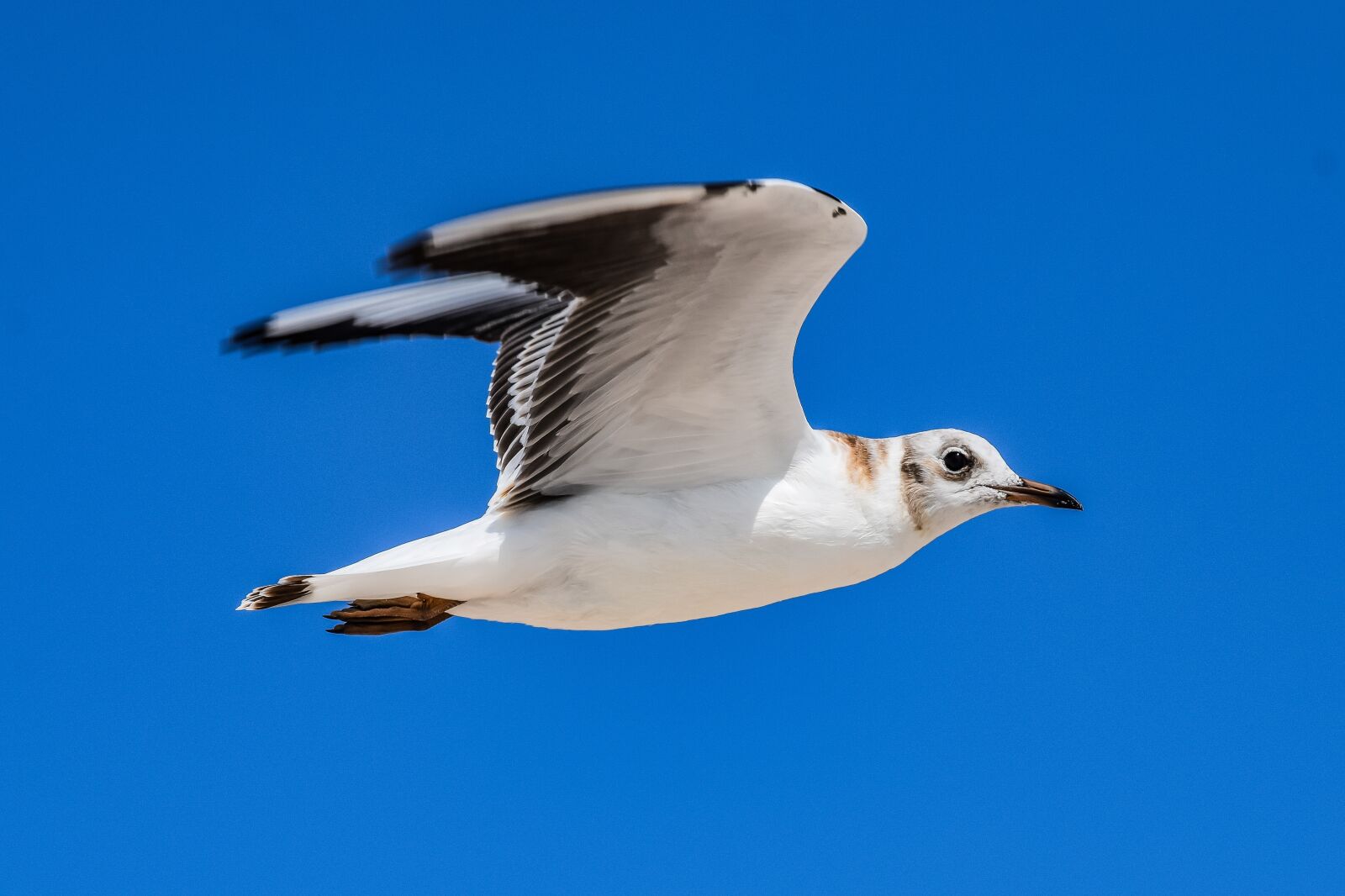 Nikon D3300 sample photo. Seagull, bird, sea photography