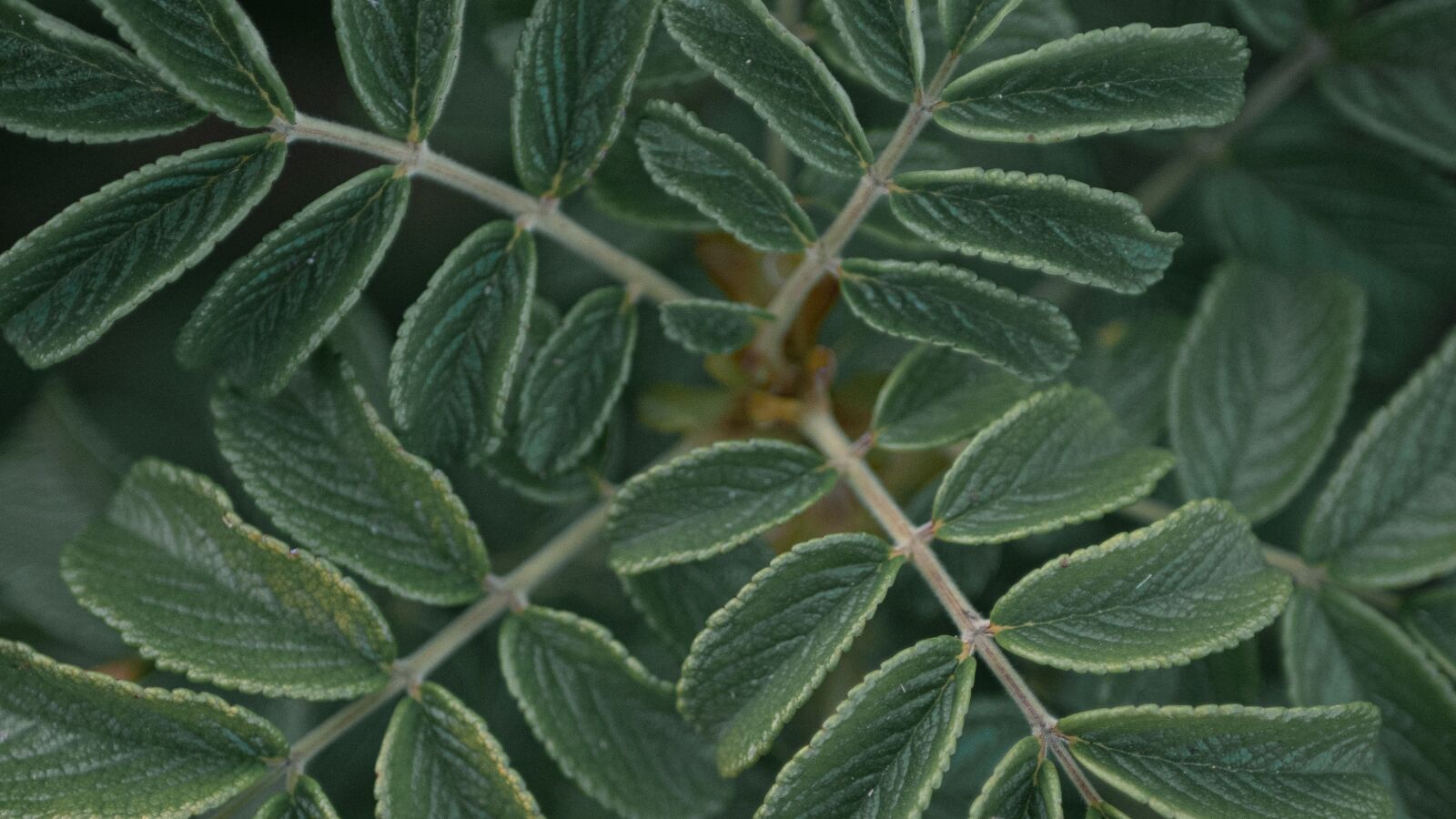 LUMIX G 25/F1.7 sample photo. Plant, green, background photography
